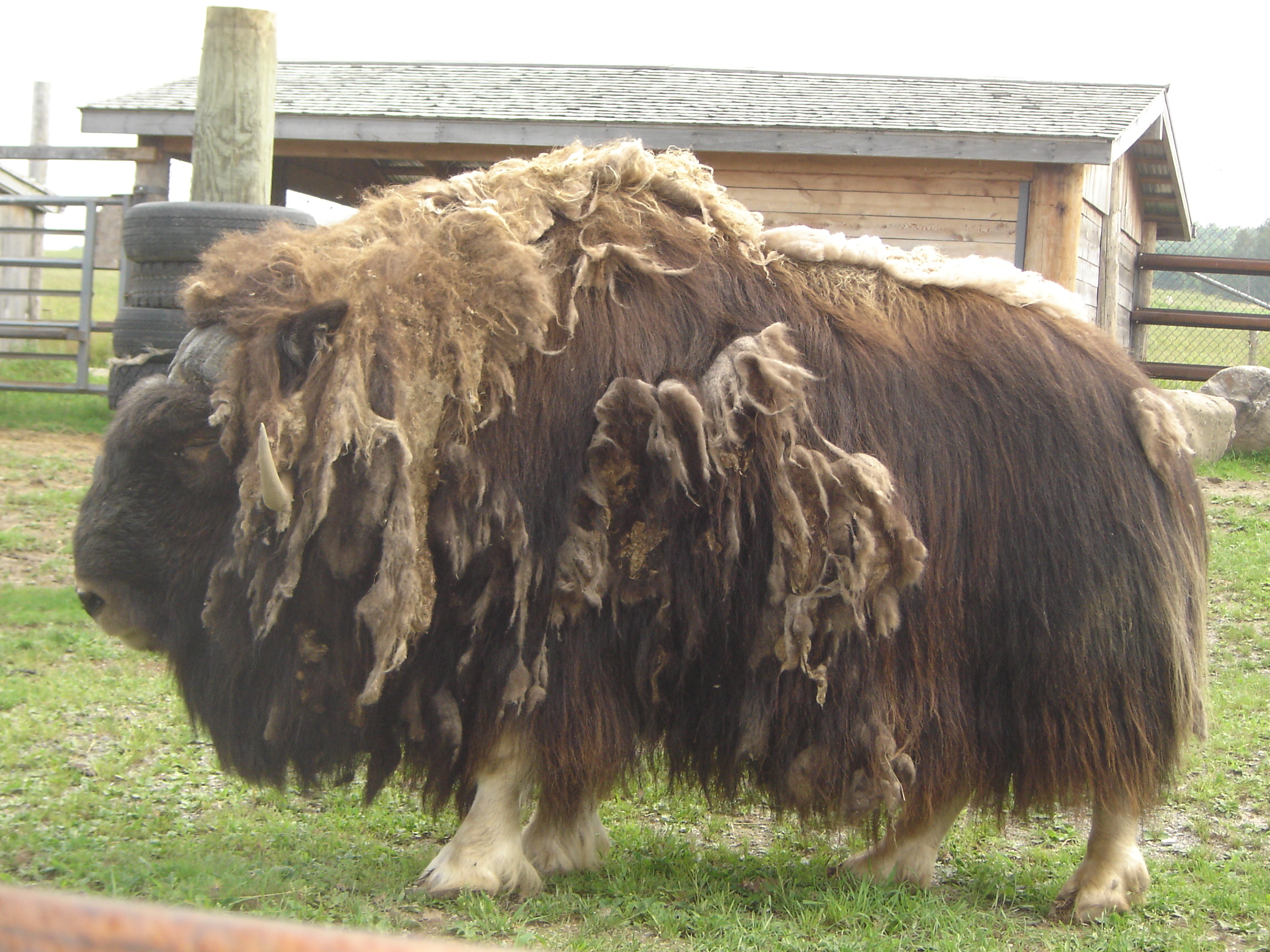 White Musk Ox